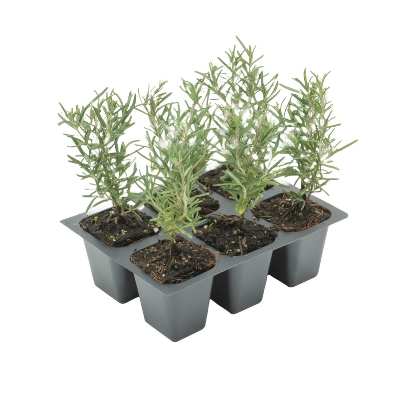 6 Tuscan Blue Rosemary, Live Plants – Rosmarinus Officinalis –