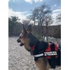 Therapy Dog in Training Nylon Dog Vest Harness. Purchase Comes