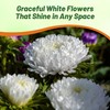 Outsidepride Paeony Aster Seeds - 1,000 Pcs Annual, Hardy &