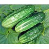 22Day Seeds: Seeds Cucumber Rodnichok F1 Open-Pollinated / 45 Days/Non