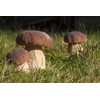 CEMEHA SEEDS Porcini Mushroom (King Boletus) Mycelium Spores Spawn Dried