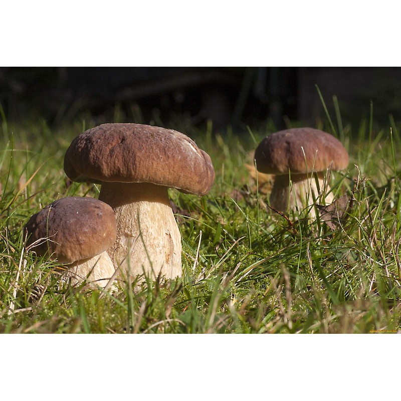 CEMEHA SEEDS Porcini Mushroom (King Boletus) Mycelium Spores Spawn Dried