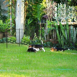 FXW MiniPaws Dog Playpen Designed for Puppies/Small Dogs, Expandable Dog Pen for Indoor/Outdoor Use, 24 inch 16 Panels