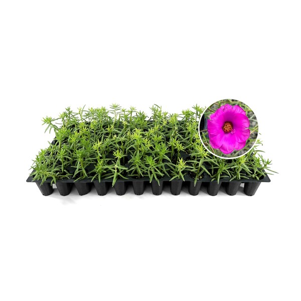 Purslane Samba Hot Rose | 3 Live Plants | Portulaca
