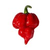 Trinidad Scorpion Pepper Seeds