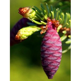 Golden Serbian Spruce 3 - Year Live Plant