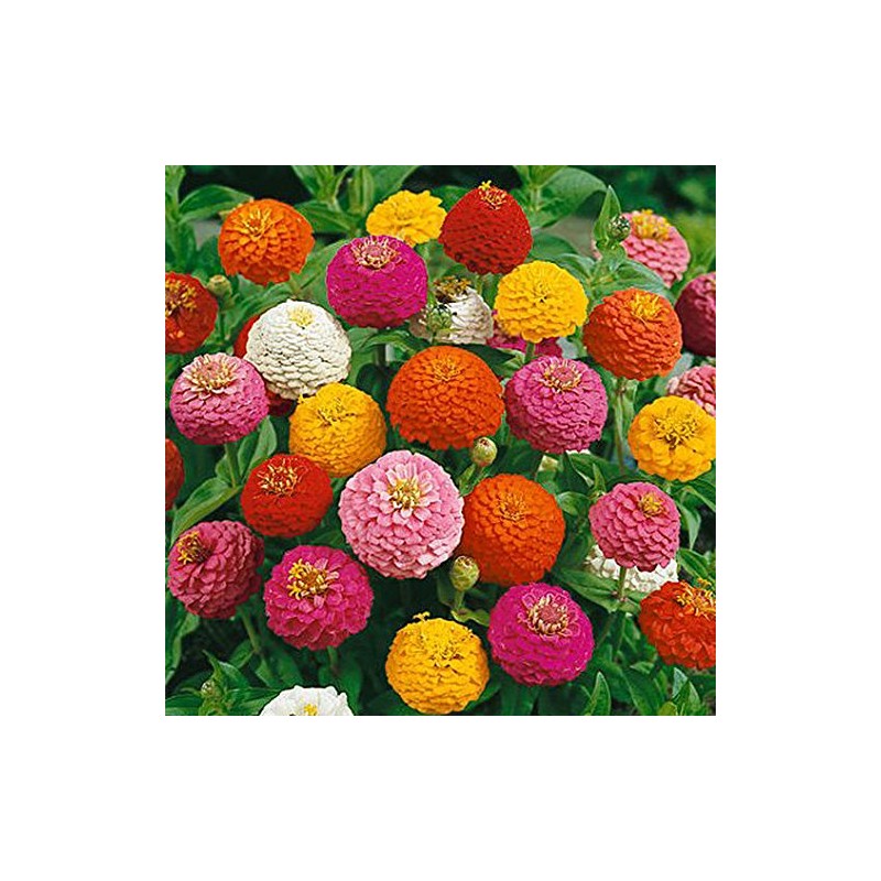 Cut and Come Back Zinnia Seeds for Planting - 250+