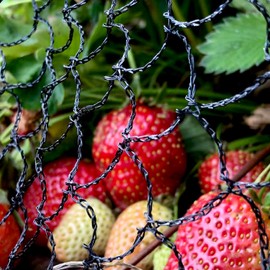 Elixir Gardens ® Bird Crop Fruit Garden Pond Agricultural Protection Netting | 4m x 60m