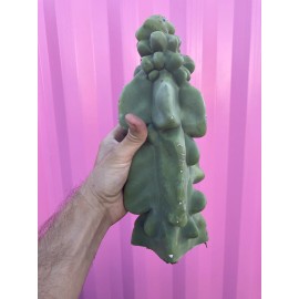 Cactus totem pole obesa cactus | Cactus Cuttings 9.5”-12”