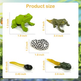 Life Cycle Figurines of Monarch Butterfly and Realistic Frog Toy (Frog Butterfly)