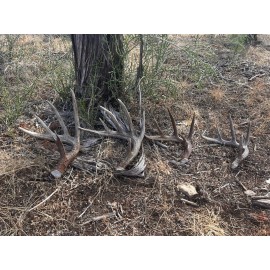 The Antler Store One Top-Grade Craft Whitetail Deer Antler Shed - Choose Size - XL