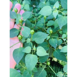 HOMEGROWN CHILE PEQUIN/TEPIN/PETIN...HOT HOT PEPPER, 50+ FRSH HOME GROWN SEEDS