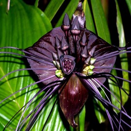 5 Seeds Black Bat Orchid Flower Seeds | Tacca chantrieri Rare Tropical Garden Houseplant