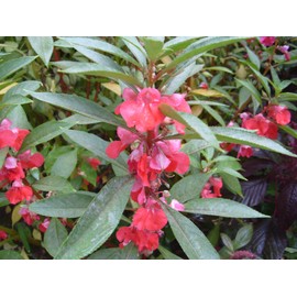 Seeds4planting - Seeds Balsam Garden Mix Touch-Me-Not Hanging Annual Flower NON GMO