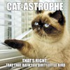 Cat-Astrophe