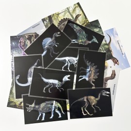 16 Dinosaur Animal X-ray Set, Educational Science Set for Kids, Lightstand Accessories to Explore Skeletal Structure, Light and Shadow Zones.