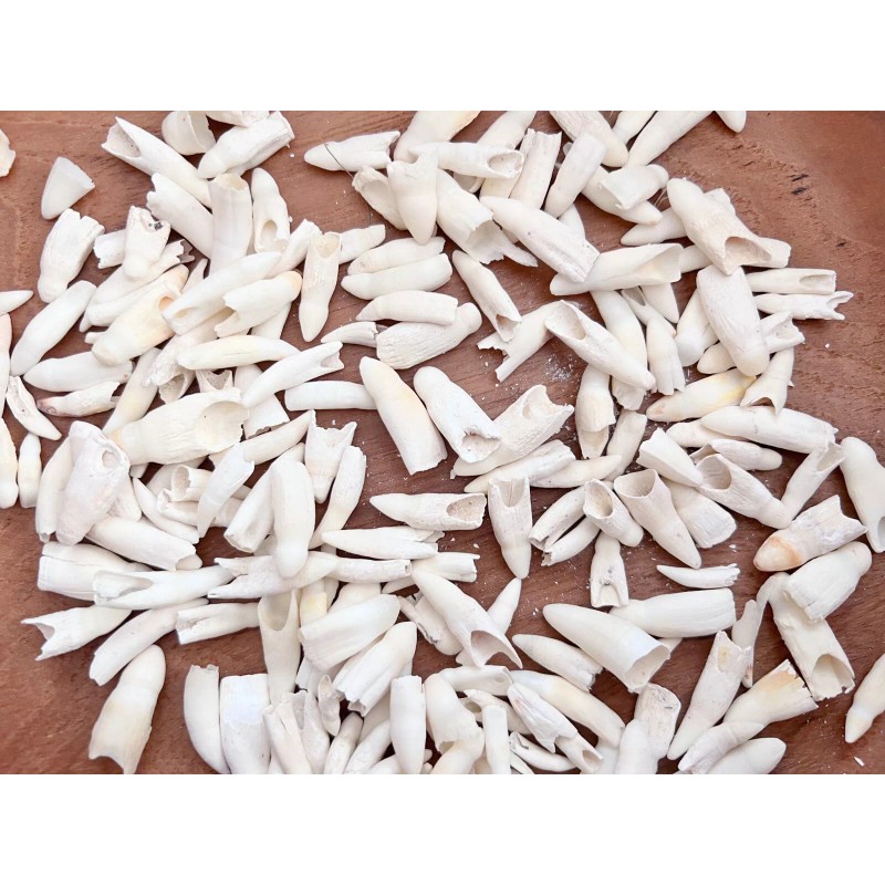 100PC Alligator Teeth for Making Gator Teeth Necklace Real Alligator