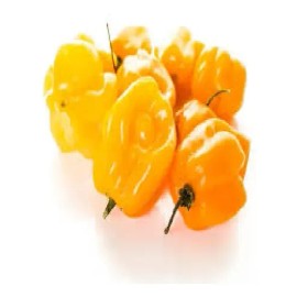 25 Semillas De Chile Habanero Amarillo Cultivo Huerto                                                                                                 