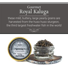 OLMA Royal Kaluga Caviar - Large Pearly Grains - Malossol Fish Roe With Pure Sea Salt - Smooth Flavor & Mouthfeel - Superior Grade Fresh & Tasty Gourmet Fish Eggs - 1 oz (28g) Glass Jar