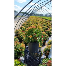 Green Promise Farms PIERIS Japonica `Mountain FIRE` (Andromeda) Evergreen, 3-Size Container, White Blossoms - Plant Does NOT Ship to AZ, CA, HI, ID, MT, NV, OR, PR, UT & WA!