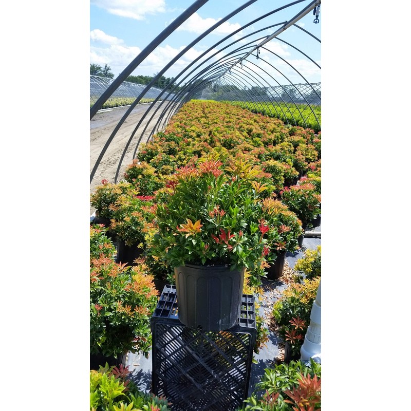 Green Promise Farms PIERIS Japonica `Mountain FIRE` (Andromeda) Evergreen, 3-Size