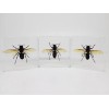 XL Asian Giant Hornet in Lucite, Resin