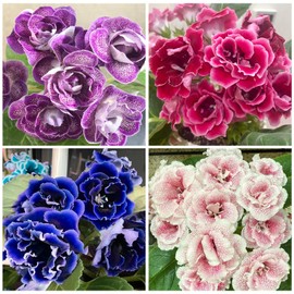 1000+ Perennial Mix Gloxinia Brocade Flower Seeds for Planting-Low Maintenance Flower Seeds for Home Garden-Great for Shaded Gardens & Cut Flower Arrangements