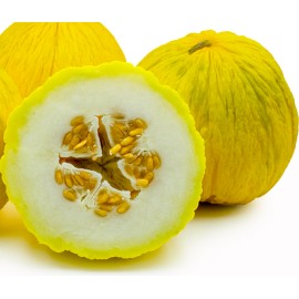 SEEDS Golden Beauty Casaba Melon Seeds 30 SEEDS NON-GMO--BUY 4 ITEMS FREE SHIPPING
