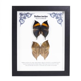 1st Heaven Prepared Butterflies in Frame, Butterfly Specimen, Dead Leaf Butterflies Shadow Box, Table or Wall Display (Kallima inachus, 28 × 23 × 3 cm)