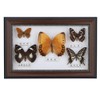 Butterfly Specimen Craft Frame, Real Framed Butterfly, Butterfly Specimen Display