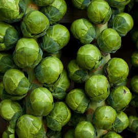 The Gardening World 1500 Brussel Sprouts - Catskill - Premium Non-GMO, Open Pollinated, US Grown