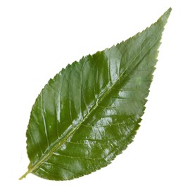 Rainlily Wen Cherry Blossom Leaves Sushi Plate Decorations Vacuum Leaf for Wrap Foods Party and Dinner Plate Decoration 50 Pcs 2.5 * 5.1''