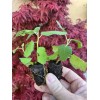 Profig 1 Olympian FigTree Plant Ficus carica Live Plant Starter