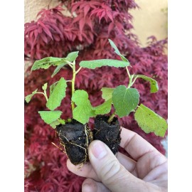 Profig 1 Olympian FigTree Plant Ficus carica Live Plant Starter Plant Bare Root Fruit