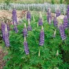 Outsidepride Lupine The Governor - 500 Seeds