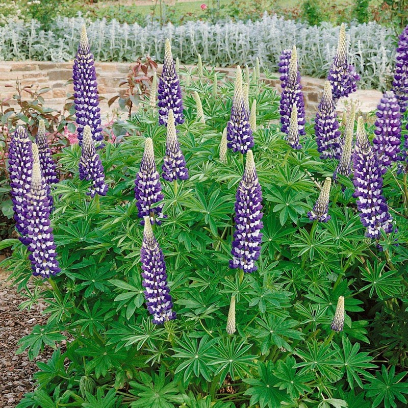 Outsidepride Lupine The Governor - 500 Seeds