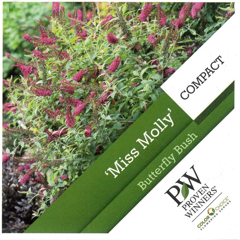 Proven Winner Miss Molly Buddleia 2 Gal, Pink and Red