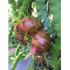 Cactus Red Dragon Fruit 2 Cutting 9-14" Hailey's Comet