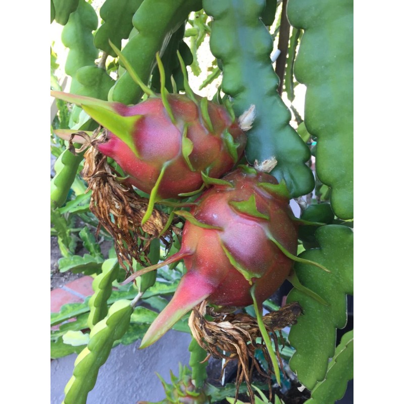 Cactus Red Dragon Fruit 2 Cutting 9-14" Hailey's Comet