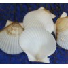 Shorely Yours WHITE FLORIDA SCALLOPS,beach decor,wedding decor,beachc art,gifts SS-71 -