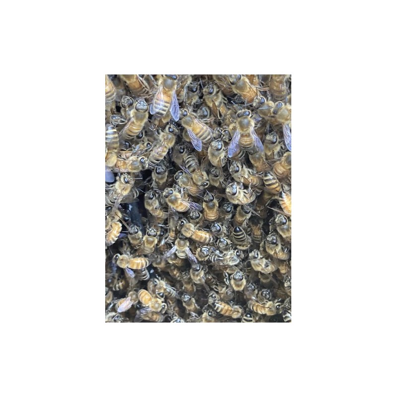 Bearded Bee Bow String Wax, 1 Oz And 15 Gram,