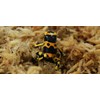 besgrow New Zealand Sphagnum Moss (1 kilogram),tan