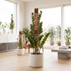2 Sets Wooden Extendable Plant Trellis Indoor Climbing Houseplants, 2-in-1