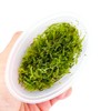 Planterest - Christmas Moss Portion in Cup US Grow Live