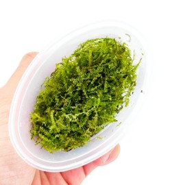 Planterest - Christmas Moss Portion in Cup US Grow Live Aquarium Plant Tropical Freshwater Decorations BUY2GET1FREE