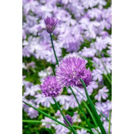 Creeping Phlox and chives by Lisa S. Engelbrecht -