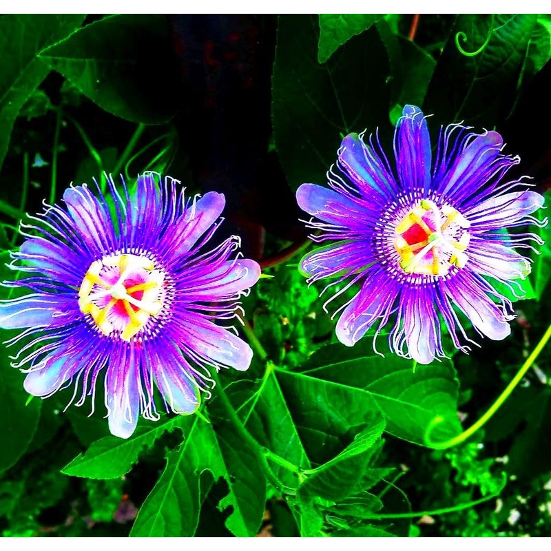 Rare Passiflora Passion Flower Mix (50 Seeds) - Stunning Colors,