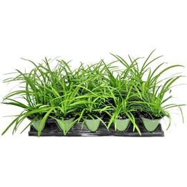 Big Blue Liriope Muscari - 5 Live 4 Inch Pots - Drought Tolerant Low Maintenance Evergreen Plants Grass Lilyturf