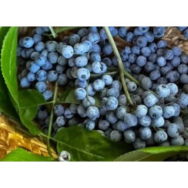 50+ SEEDS Blue Elderberry Seeds (Sambucus Caerulea)  With FREE Poha Berry Seeds