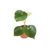 Owl Eye Peperomia - 4" from California Tropicals